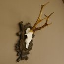 Rehgeweih Reh 6 er Geweih Gehörn Rehbock Trophäe auf geschnitztem Trophäenschild 606.134