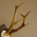 Rehgeweih Reh 6 er Geweih Gehörn Rehbock Trophäe auf geschnitztem Trophäenschild 606.134