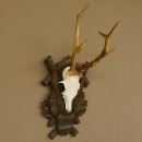 Rehgeweih Reh 6 er Geweih Gehörn Rehbock Trophäe auf geschnitztem Trophäenschild 606.134