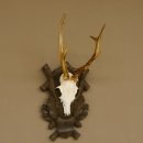 Rehgeweih Reh 6 er Geweih Gehörn Rehbock Trophäe auf geschnitztem Trophäenschild 606.134