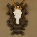 Rehgeweih Reh 6 er Geweih Gehörn Rehbock Trophäe auf geschnitztem Trophäenschild 606.134