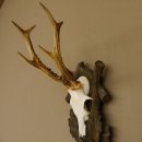 Rehgeweih Reh 6 er Geweih Gehörn Rehbock Trophäe auf geschnitztem Trophäenschild 606.134
