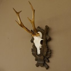 Rehgeweih Reh 6 er Geweih Gehörn Rehbock Trophäe auf geschnitztem Trophäenschild 606.134