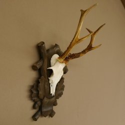 Rehgeweih Reh 6 er Geweih Gehörn Rehbock Trophäe auf geschnitztem Trophäenschild 606.134