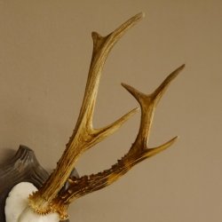 Rehgeweih Reh 6 er Geweih Gehörn Rehbock Trophäe auf geschnitztem Trophäenschild 606.134