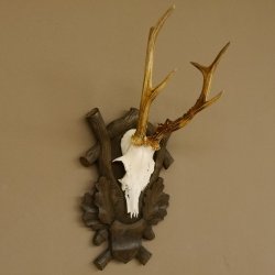 Rehgeweih Reh 6 er Geweih Gehörn Rehbock Trophäe auf geschnitztem Trophäenschild 606.134