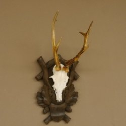 Rehgeweih Reh 6 er Geweih Gehörn Rehbock Trophäe auf geschnitztem Trophäenschild 606.134