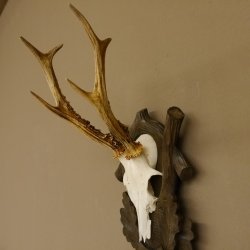 Rehgeweih Reh 6 er Geweih Gehörn Rehbock Trophäe auf geschnitztem Trophäenschild 606.134