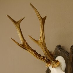 Rehgeweih Reh 6 er Geweih Gehörn Rehbock Trophäe auf geschnitztem Trophäenschild 606.134
