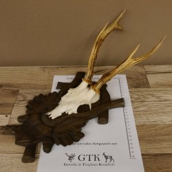 Rehgeweih Reh 6 er Geweih Gehörn Rehbock Trophäe auf geschnitztem Trophäenschild 606.134