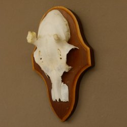 Rehgeweih Ricke Reh Geweih Gehörn Rehbock Trophäe auf Trophäenschild 606.137