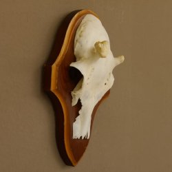 Rehgeweih Ricke Reh Geweih Gehörn Rehbock Trophäe auf Trophäenschild 606.137