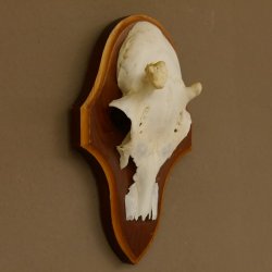Rehgeweih Ricke Reh Geweih Gehörn Rehbock Trophäe auf Trophäenschild 606.137