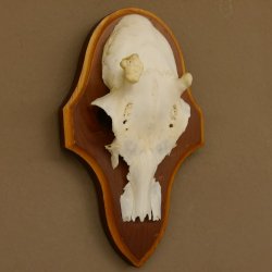 Rehgeweih Ricke Reh Geweih Gehörn Rehbock Trophäe auf Trophäenschild 606.137