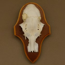 Rehgeweih Ricke Reh Geweih Gehörn Rehbock Trophäe auf Trophäenschild 606.137