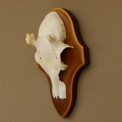 Rehgeweih Ricke Reh Geweih Gehörn Rehbock Trophäe auf Trophäenschild 606.137