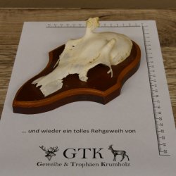 Rehgeweih Ricke Reh Geweih Gehörn Rehbock Trophäe auf Trophäenschild 606.137
