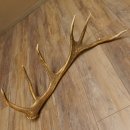 Rothirsch Stange 14 ender Gewicht 1,68 kg Länge 75...