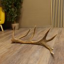 Rothirsch Stange 14 ender Gewicht 1,68 kg Länge 75 cm Hirsch Abwurfstange 71.1.160