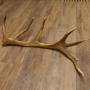 Rothirsch Stange 14 ender Gewicht 1,68 kg Länge 75 cm Hirsch Abwurfstange 71.1.160