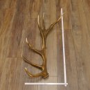 Rothirsch Stange 14 ender Gewicht 1,68 kg Länge 75 cm Hirsch Abwurfstange 71.1.160