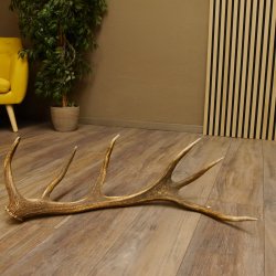 Rothirsch Stange 14 ender Gewicht 1,68 kg Länge 75 cm Hirsch Abwurfstange 71.1.160