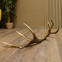 Rothirsch Stange 14 ender Gewicht 1,68 kg Länge 75 cm Hirsch Abwurfstange 71.1.160