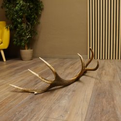 Rothirsch Stange 14 ender Gewicht 1,68 kg Länge 75 cm Hirsch Abwurfstange 71.1.160