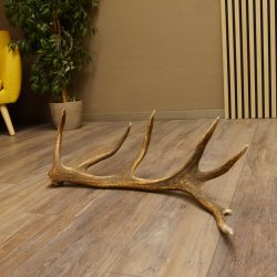 Rothirsch Stange 14 ender Gewicht 1,68 kg Länge 75 cm Hirsch Abwurfstange 71.1.160