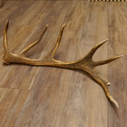 Rothirsch Stange 14 ender Gewicht 1,68 kg Länge 75 cm Hirsch Abwurfstange 71.1.160