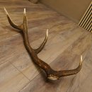 Rothirsch Stange 8 ender Gewicht 1,3 kg Länge 69 cm...