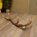 Rothirsch Stange 8 ender Gewicht 1,3 kg Länge 69 cm Hirsch Abwurfstange 71.1.161