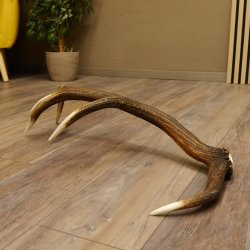 Rothirsch Stange 8 ender Gewicht 1,3 kg Länge 69 cm Hirsch Abwurfstange 71.1.161