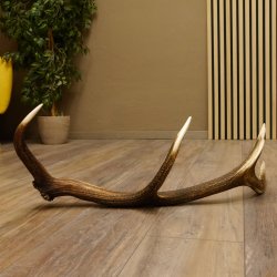 Rothirsch Stange 8 ender Gewicht 1,3 kg Länge 69 cm Hirsch Abwurfstange 71.1.161