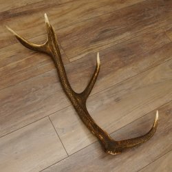 Rothirsch Stange 8 ender Gewicht 1,3 kg Länge 69 cm Hirsch Abwurfstange 71.1.161