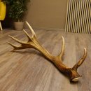 Rothirsch starke kapitale Stange 14 ender Gewicht 3,08 kg...