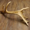 Rothirsch starke kapitale Stange 14 ender Gewicht 3,08 kg...