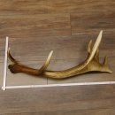 Rothirsch starke kapitale Stange 14 ender Gewicht 3,08 kg Länge 80 cm Hirsch Abwurfstange 71.1.162