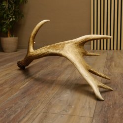 Rothirsch starke kapitale Stange 14 ender Gewicht 3,08 kg Länge 80 cm Hirsch Abwurfstange 71.1.162