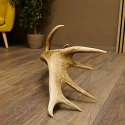 Rothirsch starke kapitale Stange 14 ender Gewicht 3,08 kg Länge 80 cm Hirsch Abwurfstange 71.1.162