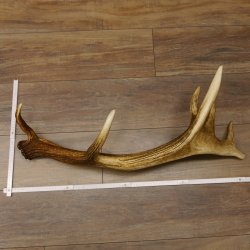 Rothirsch starke kapitale Stange 14 ender Gewicht 3,08 kg Länge 80 cm Hirsch Abwurfstange 71.1.162