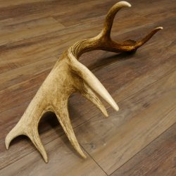 Rothirsch starke kapitale Stange 14 ender Gewicht 3,08 kg Länge 80 cm Hirsch Abwurfstange 71.1.162