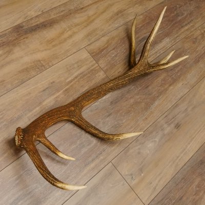 Rothirsch Stange 14 ender Gewicht 1,24 kg Länge 70 cm Hirsch Abwurfstange 71.1.163