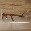 Rothirsch Stange 14 ender Gewicht 1,24 kg Länge 70...