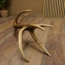 Rothirsch Stange 14 ender Gewicht 1,24 kg Länge 70 cm Hirsch Abwurfstange 71.1.163