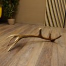 Rothirsch Stange 14 ender Gewicht 1,24 kg Länge 70 cm Hirsch Abwurfstange 71.1.163