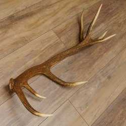 Rothirsch Stange 14 ender Gewicht 1,24 kg Länge 70 cm Hirsch Abwurfstange 71.1.163