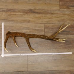 Rothirsch Stange 14 ender Gewicht 1,24 kg Länge 70 cm Hirsch Abwurfstange 71.1.163