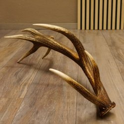Rothirsch Stange 14 ender Gewicht 1,24 kg Länge 70 cm Hirsch Abwurfstange 71.1.163