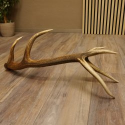 Rothirsch Stange 14 ender Gewicht 1,24 kg Länge 70 cm Hirsch Abwurfstange 71.1.163